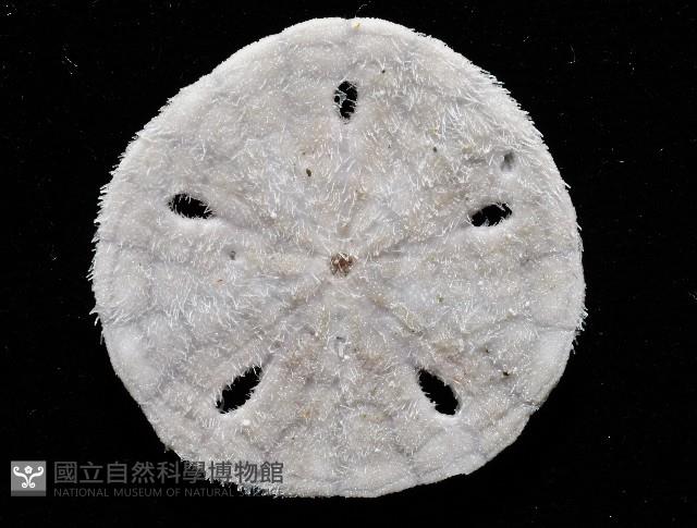 曼氏星盾(孔楯)海膽藏品圖，第4張