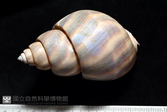 皮氏鳳螺藏品圖，第4張