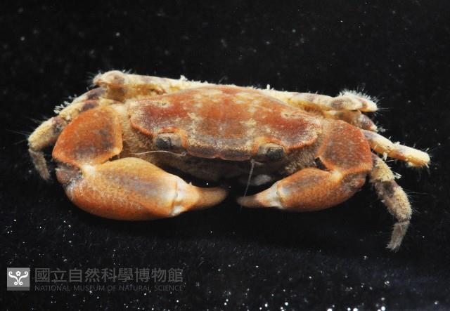 馬氏毛粒蟹藏品圖，第4張