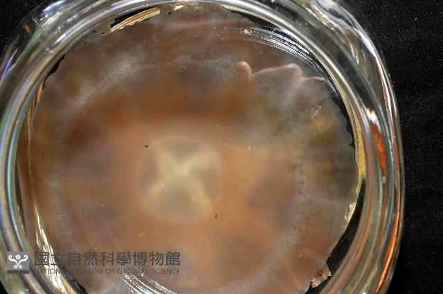 倒立水母(仙后水母)藏品圖，第4張