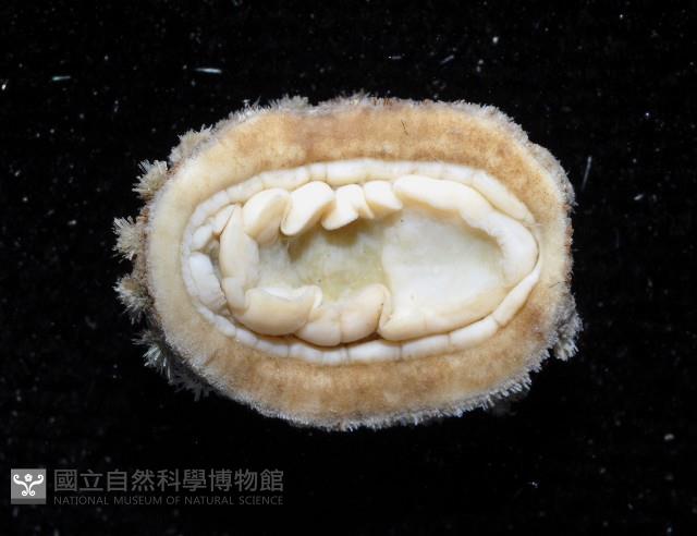 未知種毛膚石鱉藏品圖，第4張