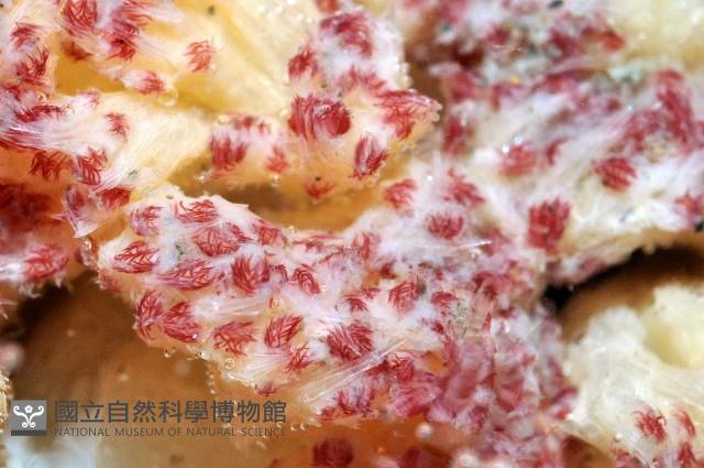 未知種棘穗軟珊瑚藏品圖，第4張