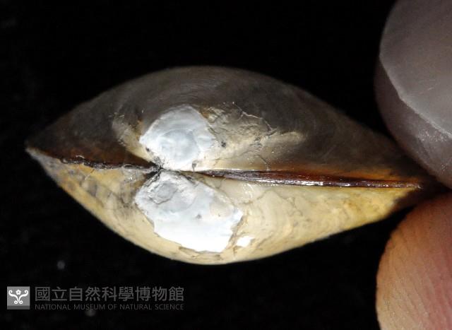 豌豆蛤之一種藏品圖，第4張