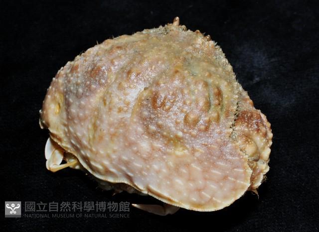 肝葉饅頭蟹藏品圖，第4張