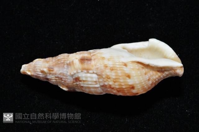 卡明氏布紋螺藏品圖，第4張
