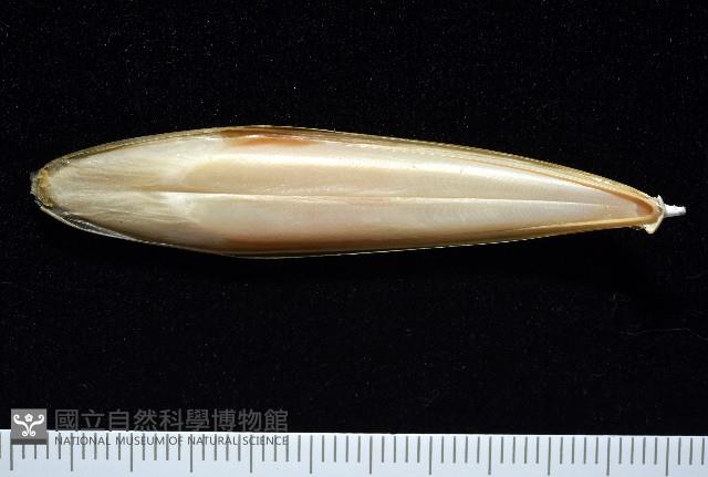 越南烏賊藏品圖，第4張