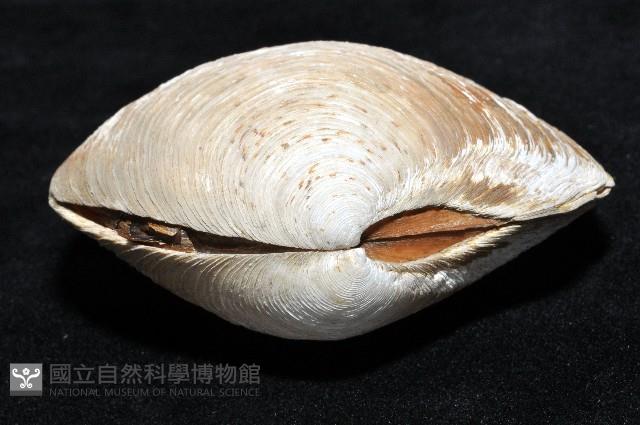 環紋扁滿月蛤藏品圖，第4張