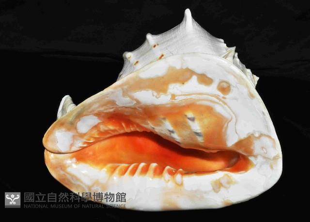 唐冠螺藏品圖，第4張
