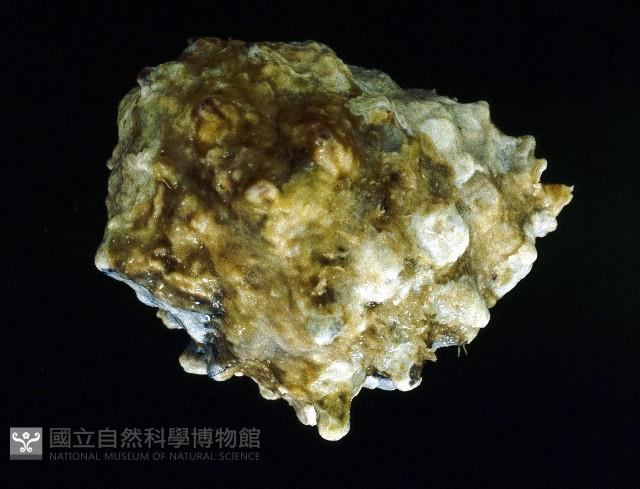 玫瑰岩螺藏品圖，第4張