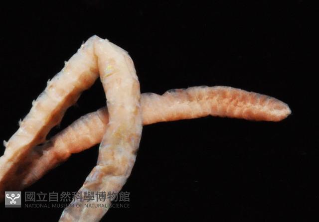 未知種吻沙蠶藏品圖，第4張