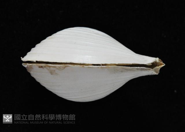 未知種杓蛤藏品圖，第4張