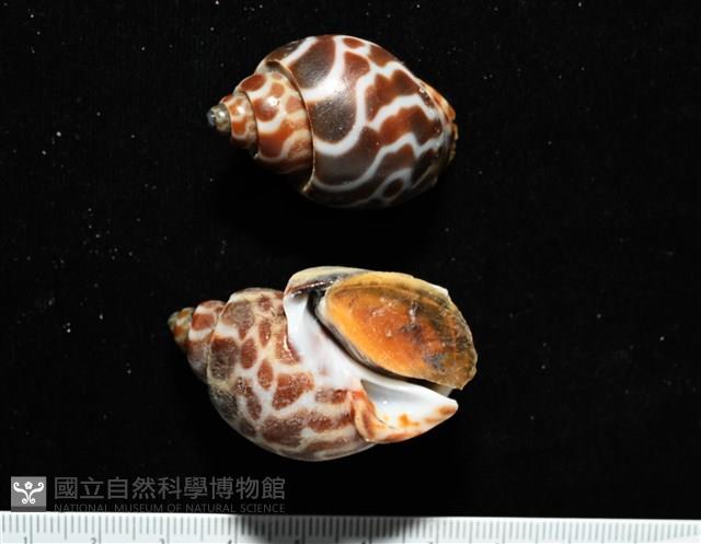 深溝鳳螺藏品圖，第4張