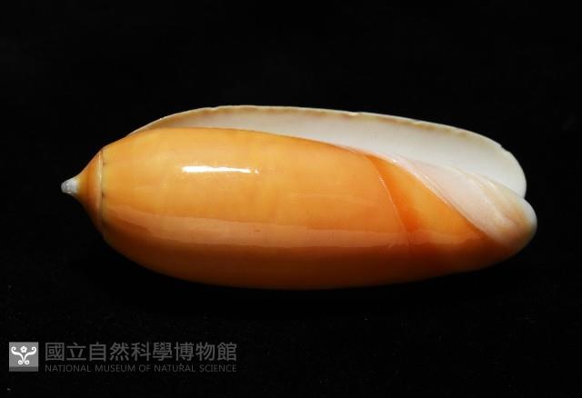 登錄號:007819-00130藏品圖，第4張
