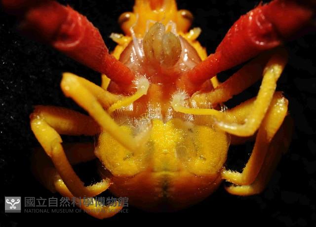 美麗異鎧蝦藏品圖，第4張