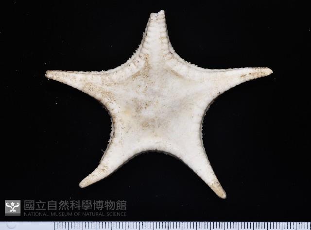 細(窄)花海星藏品圖，第4張