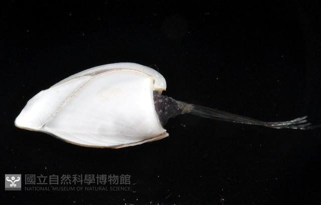鵝茗荷藏品圖，第4張