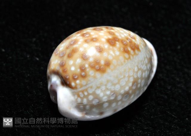 紫緣寶螺藏品圖，第4張