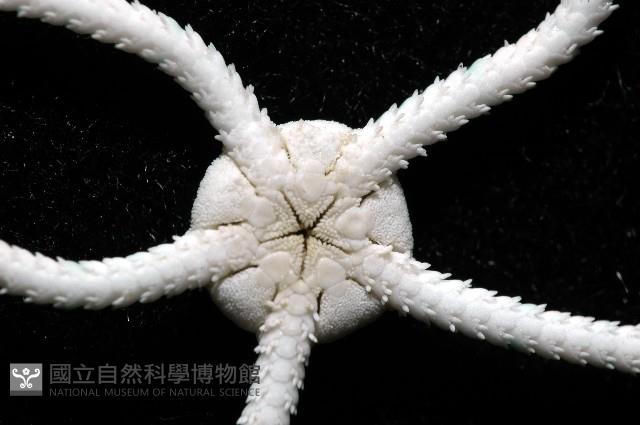 綠蛛蛇尾藏品圖，第4張