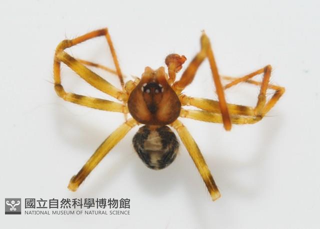 臺灣奈斯蛛藏品圖，第4張