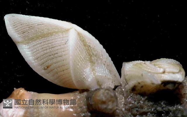 紋大茗荷藏品圖，第4張