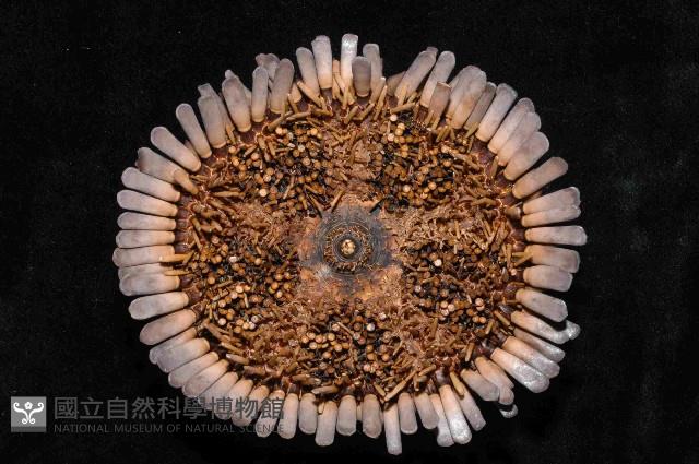默氏笠海膽藏品圖，第4張