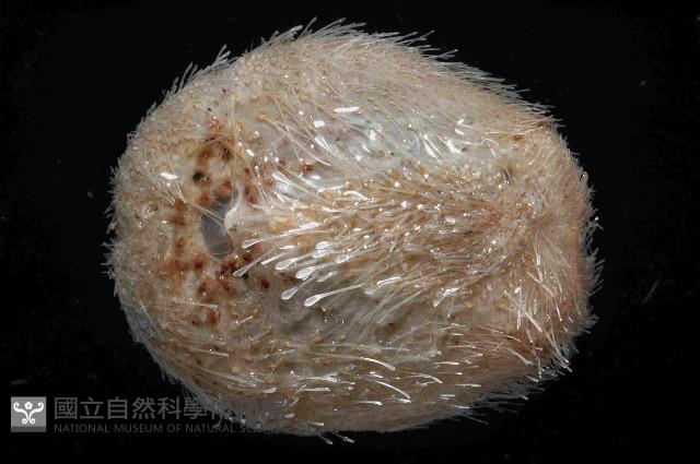 未知種高星海膽藏品圖，第4張