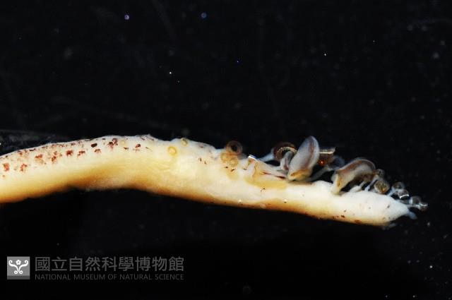 相似鉤腕魷藏品圖，第4張