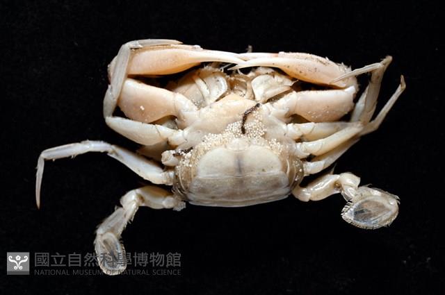 雙斑蟳藏品圖，第4張
