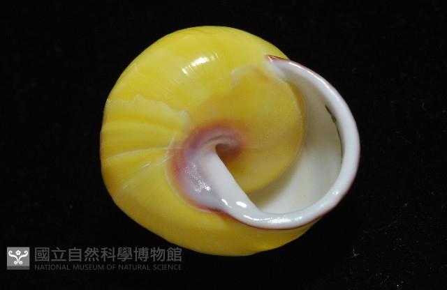 環紋光澤蝸牛藏品圖，第4張