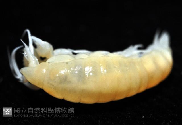 未知種深海鉤蝦藏品圖，第4張