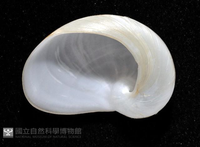 清平扁玉螺藏品圖，第4張