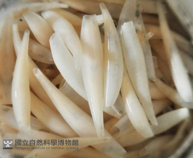 胖象牙貝藏品圖，第4張