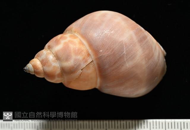 錫蘭鳳螺藏品圖，第4張