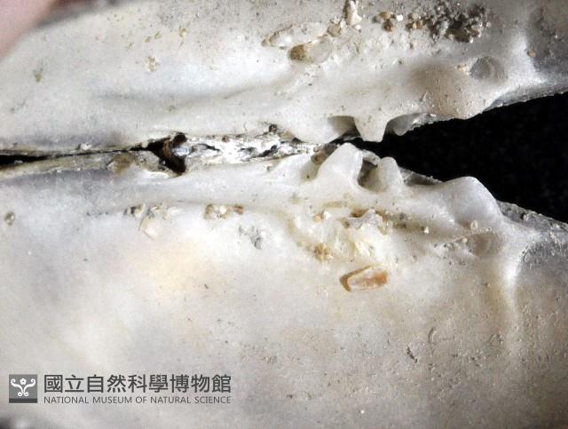 歧紋簾蛤藏品圖，第4張