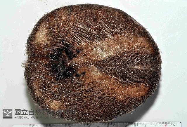 易碎脆心形海膽藏品圖，第4張