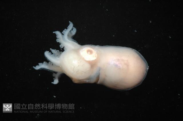未知種船蛸藏品圖，第4張