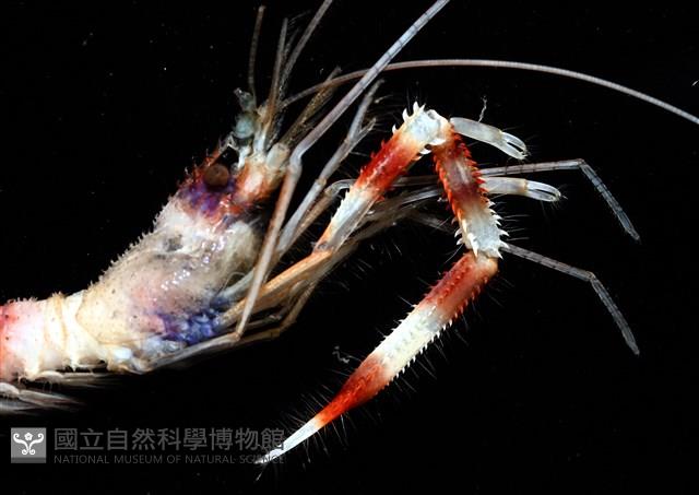猥蝦(櫻花蝦)藏品圖，第4張