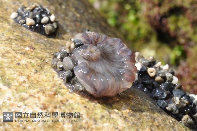 未知種海葵(海葵科)藏品圖，第4張