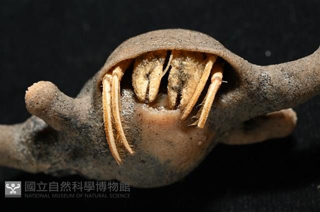 寄居蟹鞘群海葵藏品圖，第4張