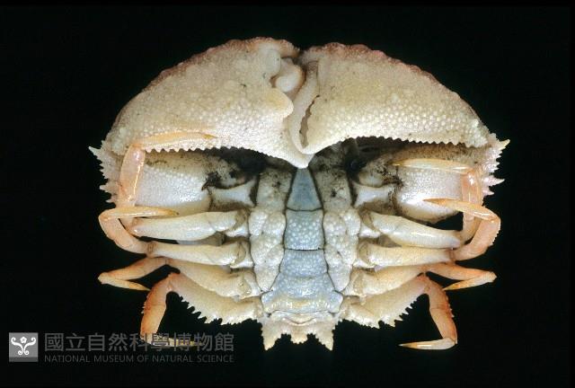 米氏擬圓殼蟹藏品圖，第4張