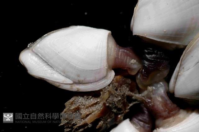 鵝茗荷藏品圖，第4張