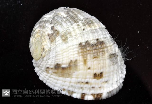 花圓蜑螺藏品圖，第4張