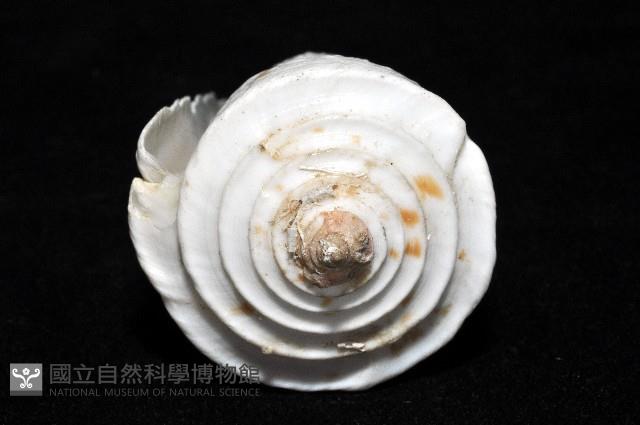 愛貓芋螺藏品圖，第4張
