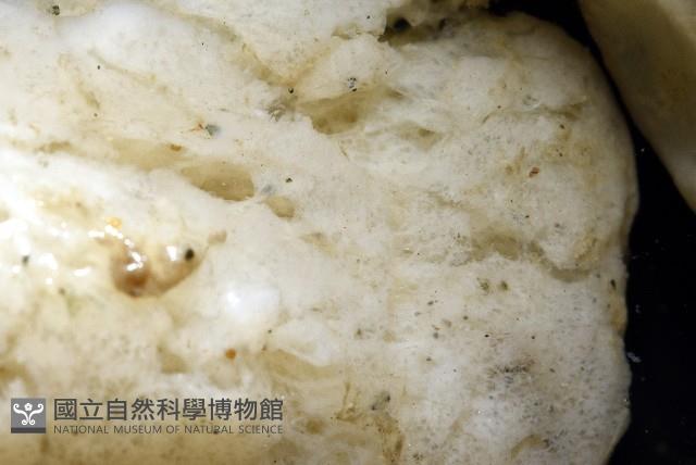 未知種海綿藏品圖，第4張
