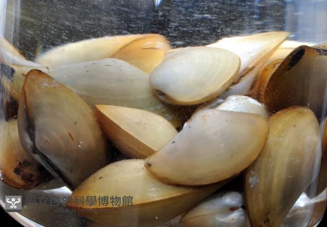 蒼鷹黃錦蛤藏品圖，第4張