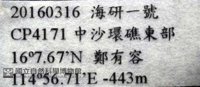 顯著菌蛇尾藏品圖，第4張
