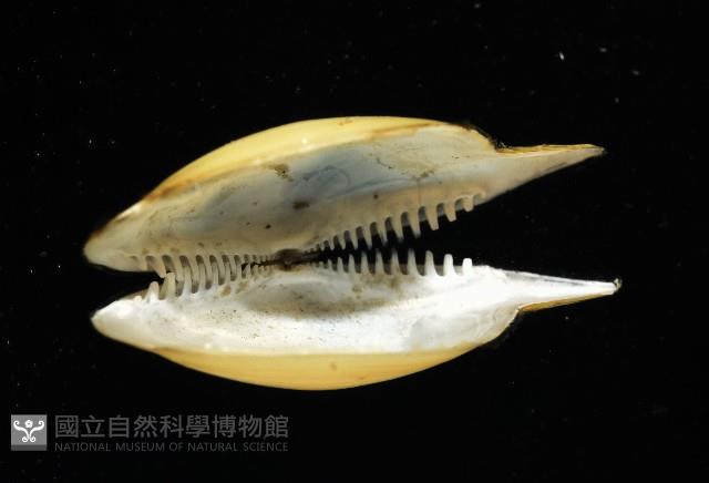 深淵馬刺蛤藏品圖，第4張