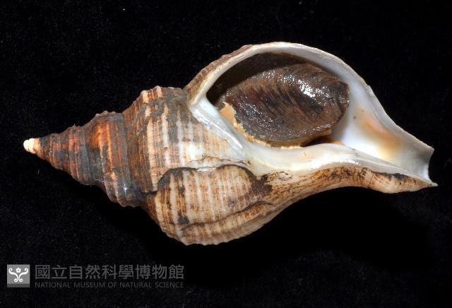 蝦夷峨螺藏品圖，第4張