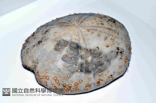 大脆心形海膽藏品圖，第4張