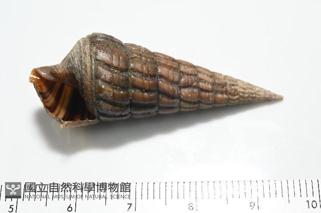 泥海蜷藏品圖，第4張